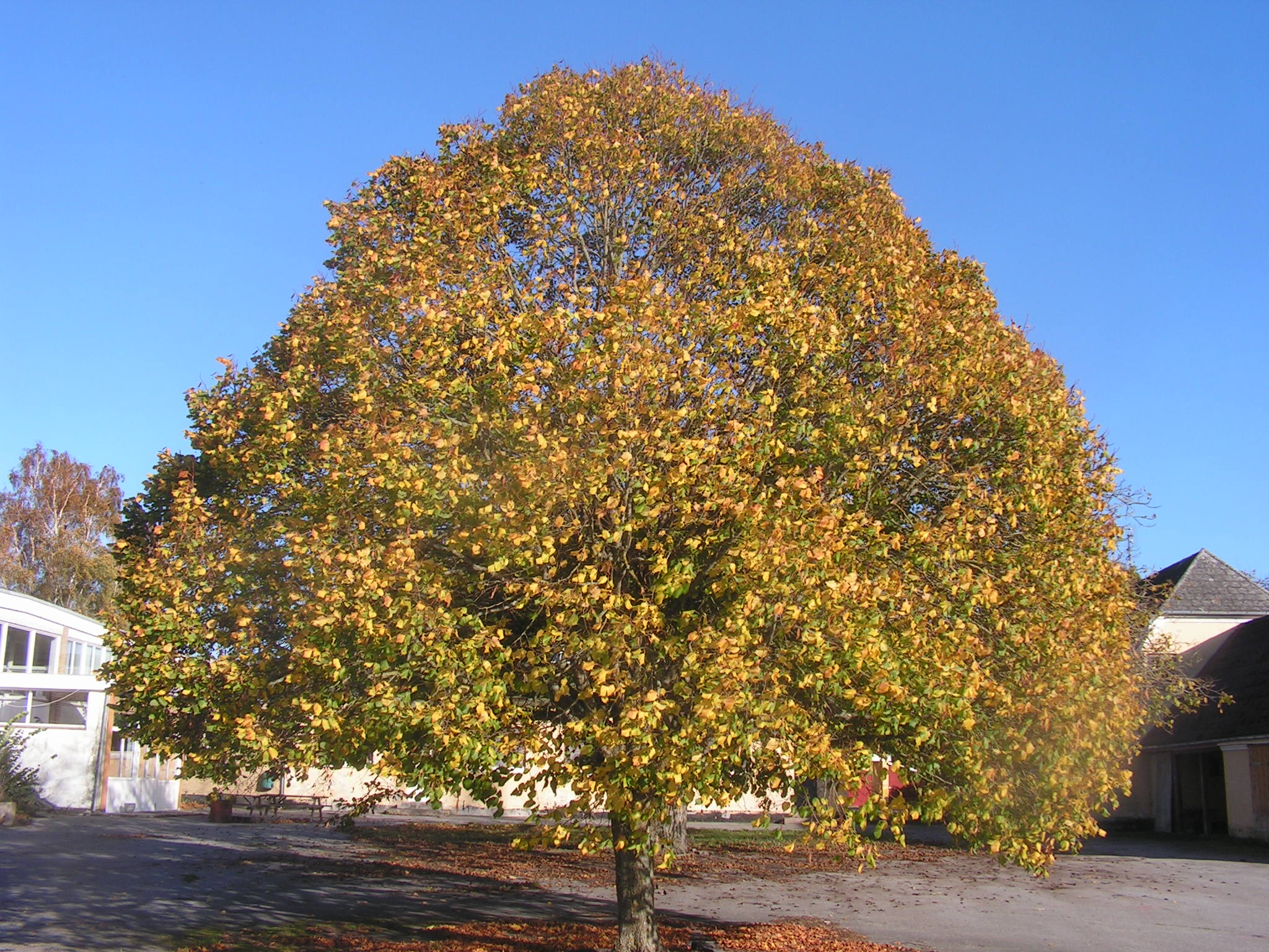 Under den Linden by TigerEgern on DeviantArt Under den Linden by TigerEgern on DeviantArt