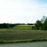 Fields and tree line