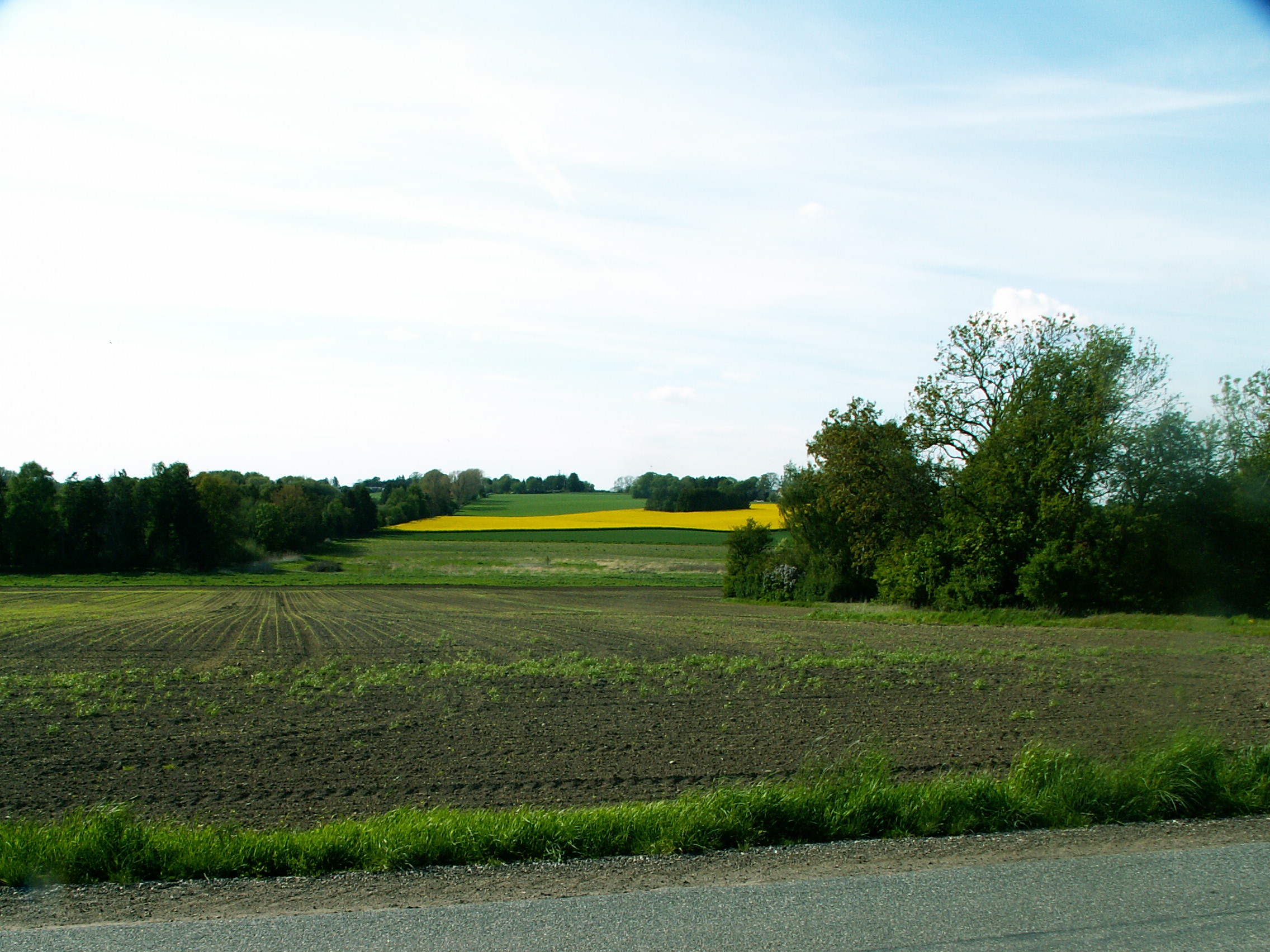 Fields and tree line