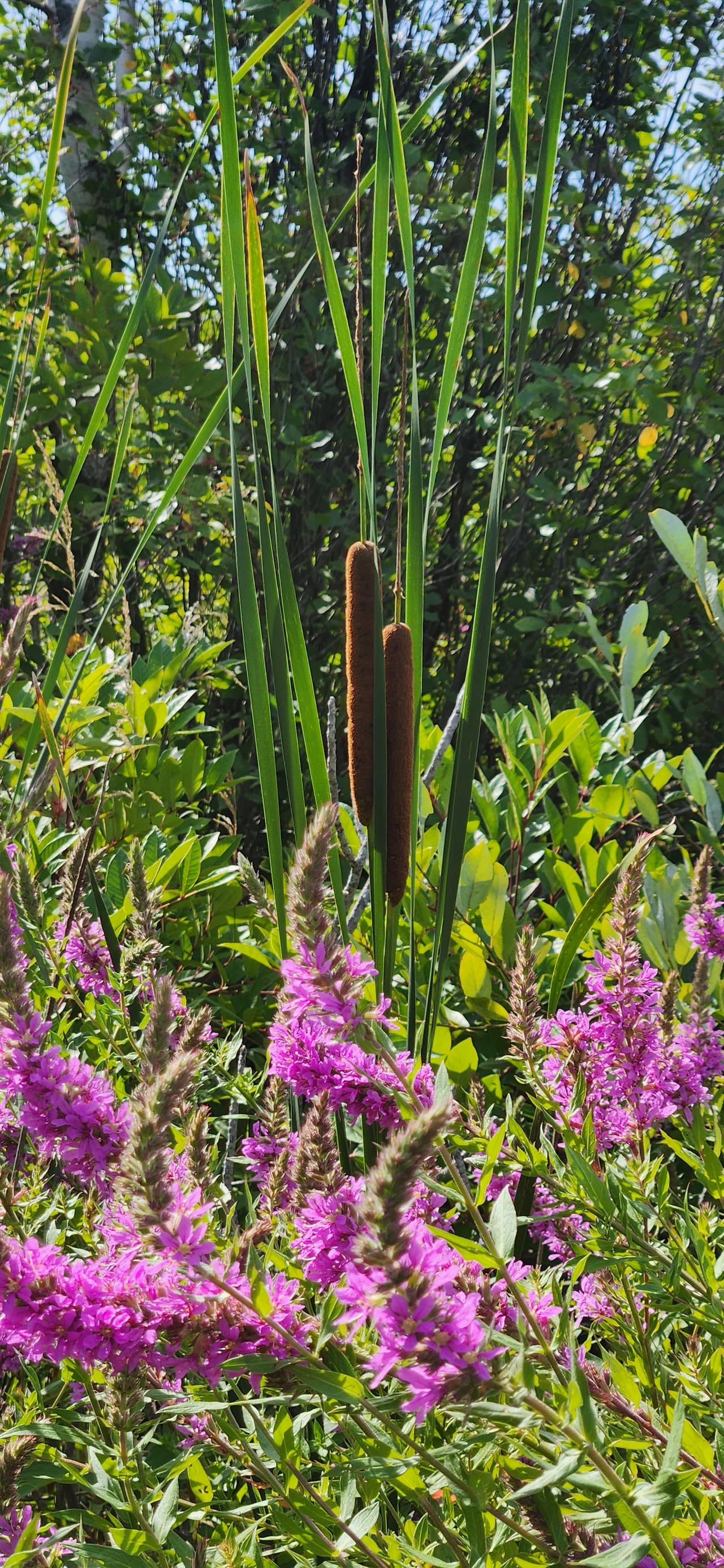 Cattails and pink flowers by Macinaca on DeviantArt