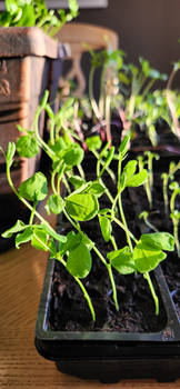 Seedlings