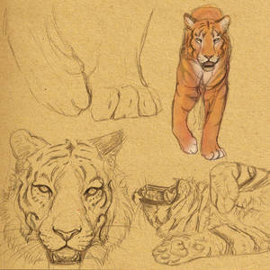 Tiger Studies