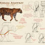 Animal Anatomy - Cats Part 1