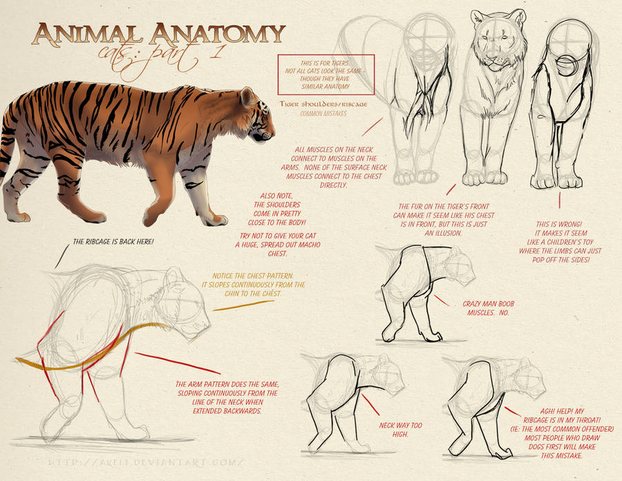 Animal Anatomy - Cats Part 1 by akeli