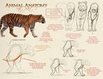 Animal Anatomy - Cats Part 1 by akeli