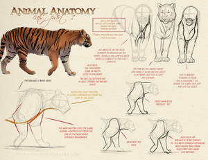 Animal Anatomy - Cats Part 1