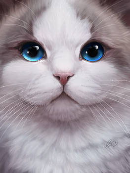 MiuMiu the Bicolor Ragdoll Cat