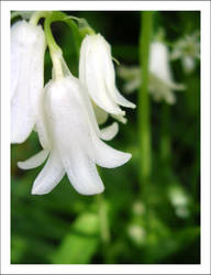 Pretty White Flowers