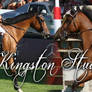 Kingston Stud