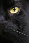 Golden Eye by LenaPoplawski