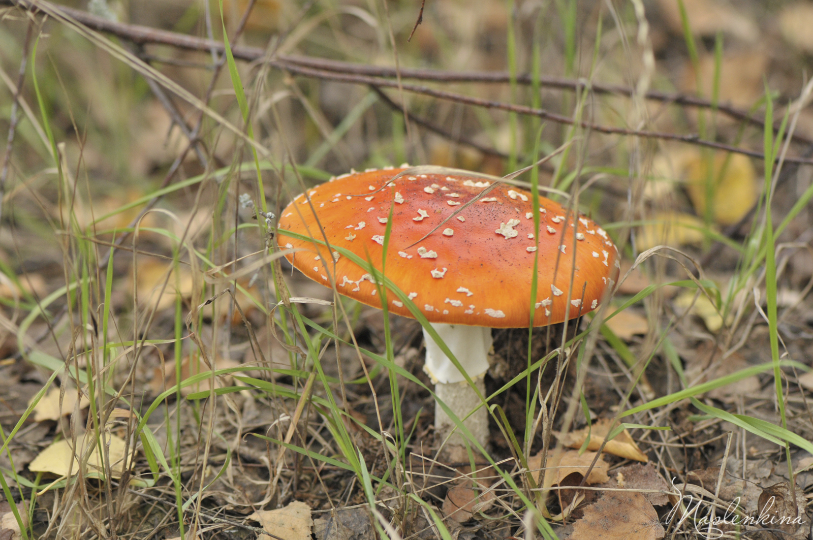 amanita.