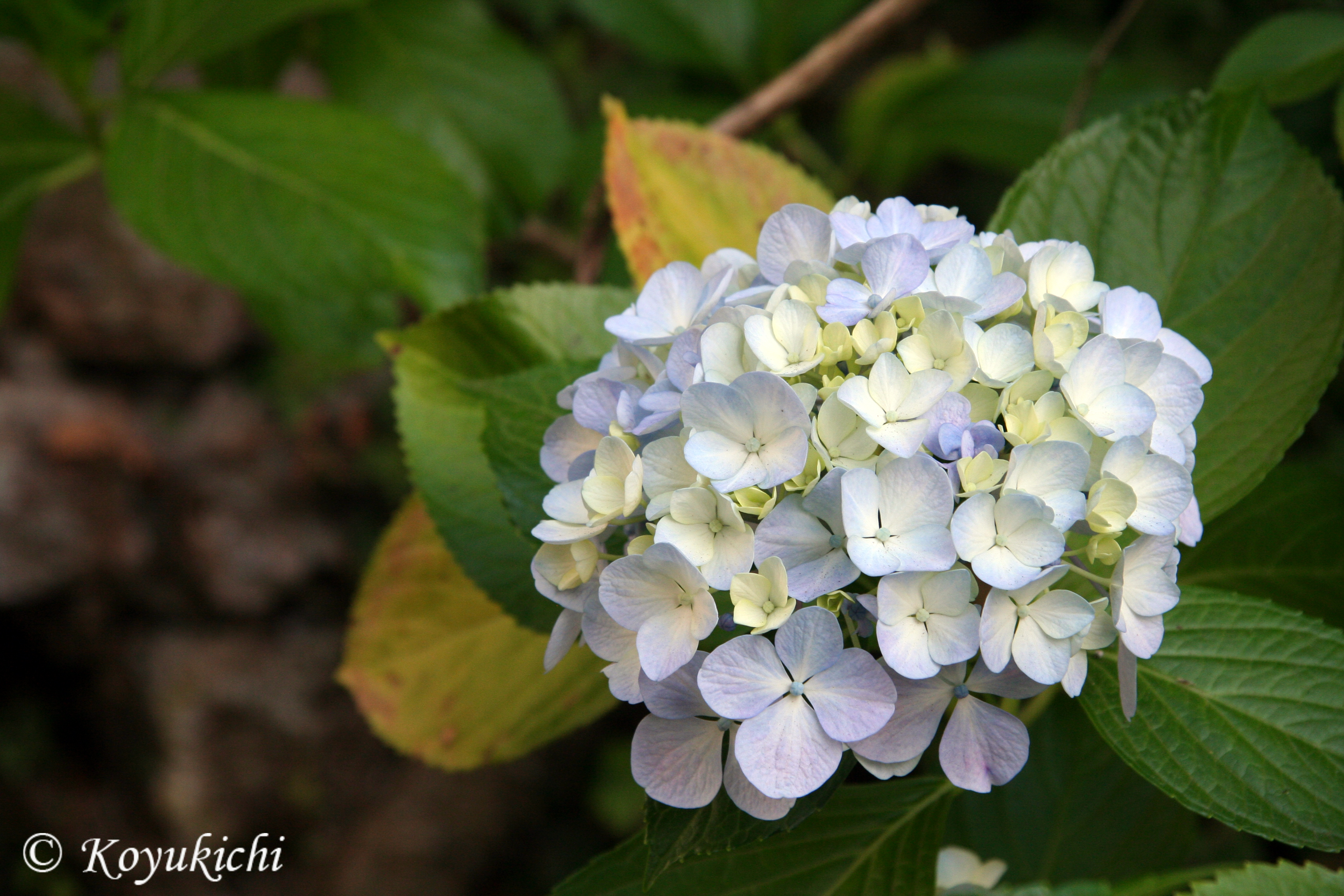 Hydrangea