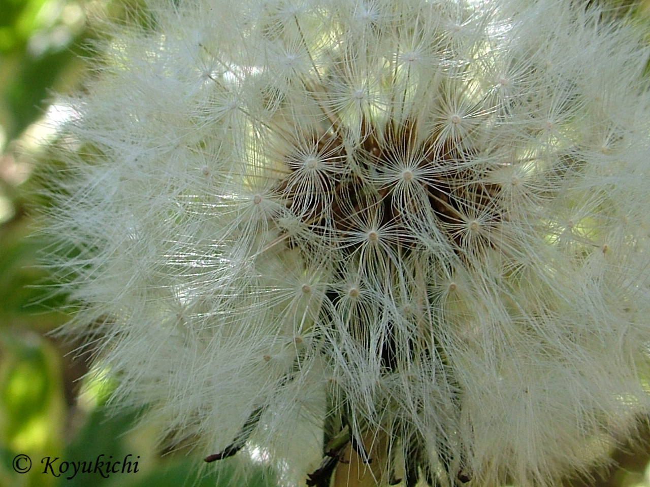 Dandelion!