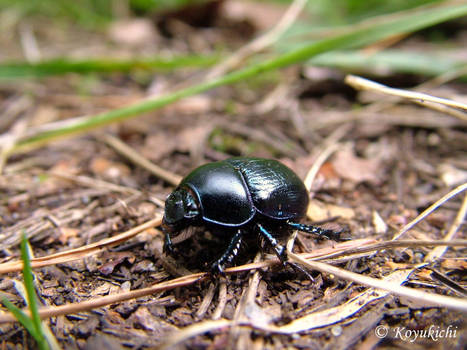 Forest Beetle!