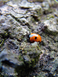 Sleeping Ladybug!