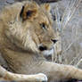 Juvenile Lion