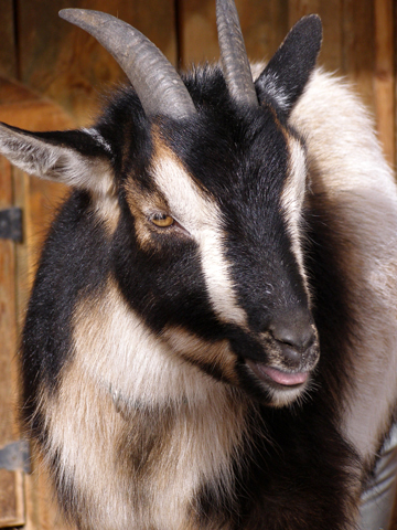 Goat by brindlegreyhound