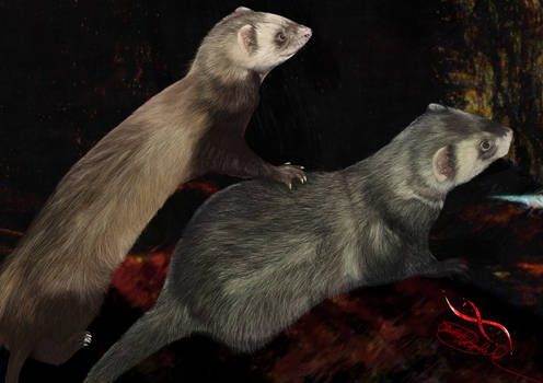 Adventure Ferrets, Rose and Olive