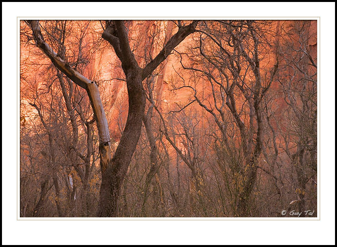 Dancing Trees