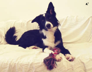 Swan - Border Collie Dog's