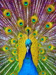 peacock by rachyb8