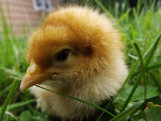 Baby chick