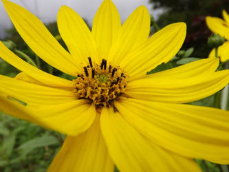 Brown eyed Susans