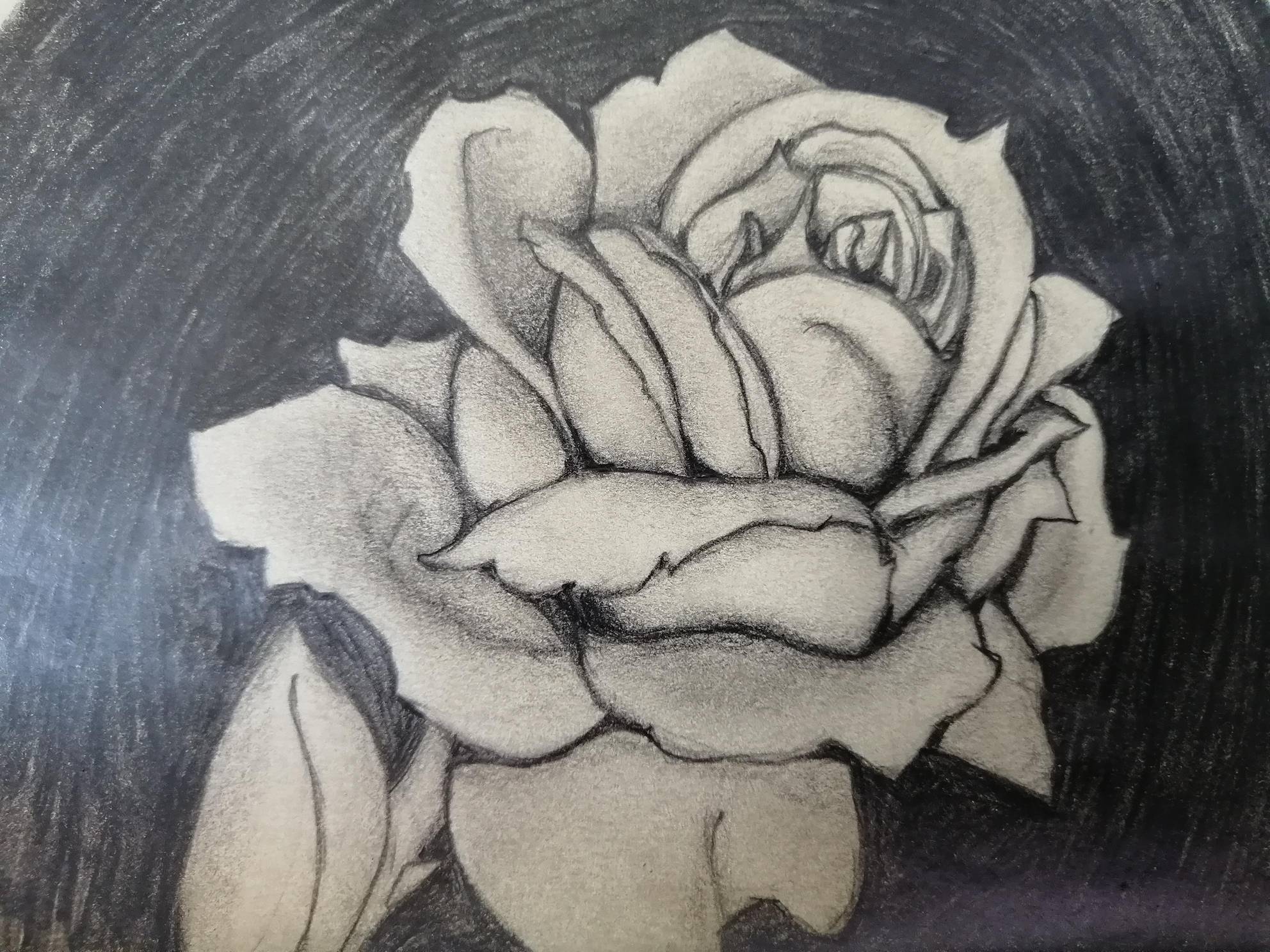 rose