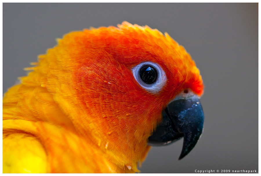 Sun Conure - Profile 2