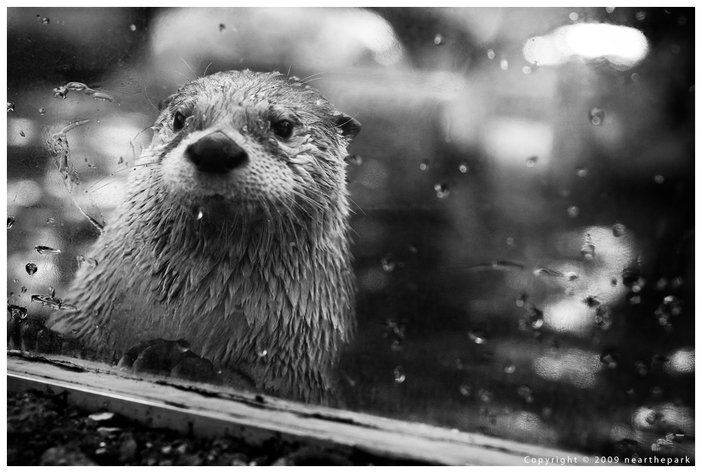 Peeking Otter