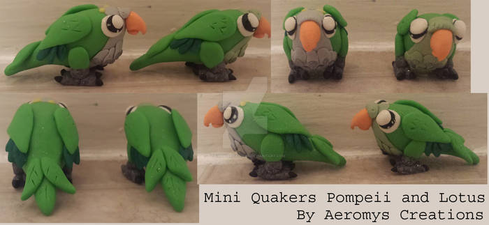 Mini Quaker Parrot Pompeii and Lotus
