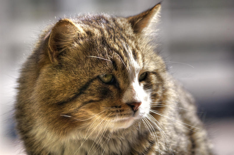 grizzly cat