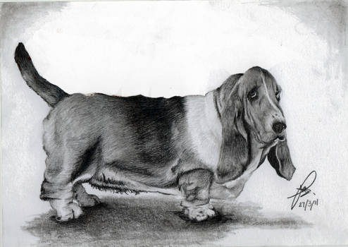 A Hound