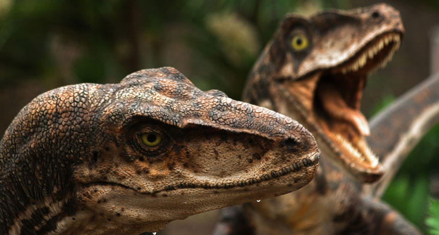 The Pack of Raptors by WillDinoMaster55 on DeviantArt
