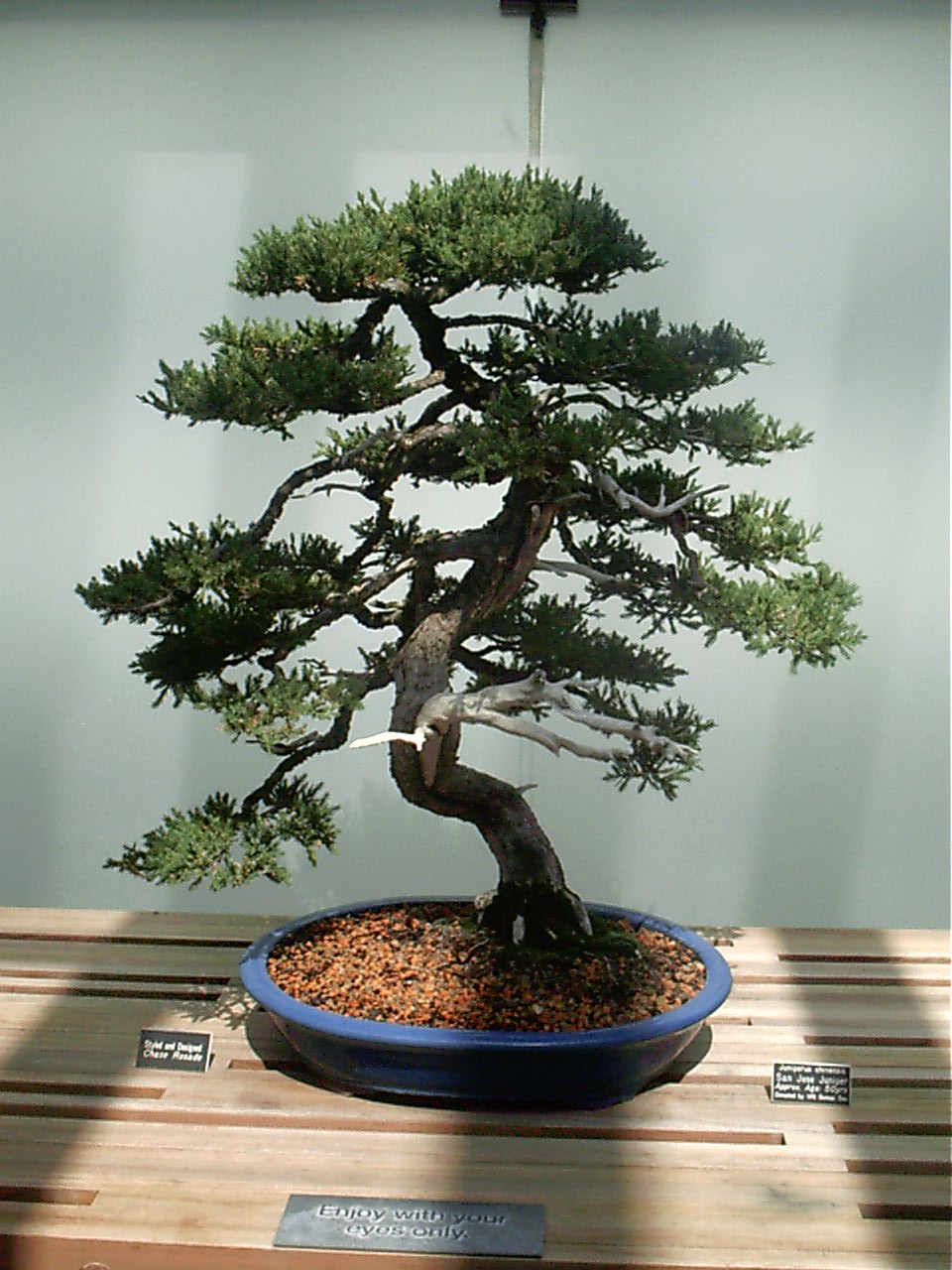 Bonsai...