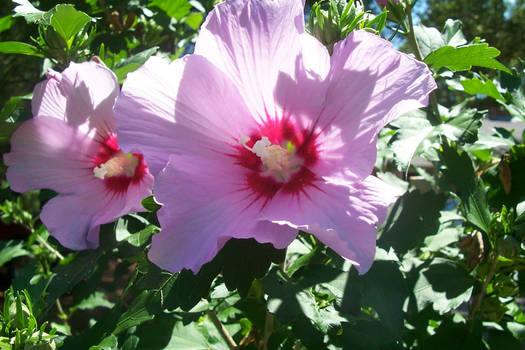 Pink flowers