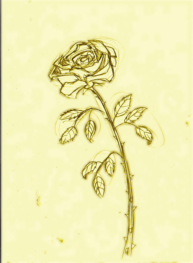 rose's sketch