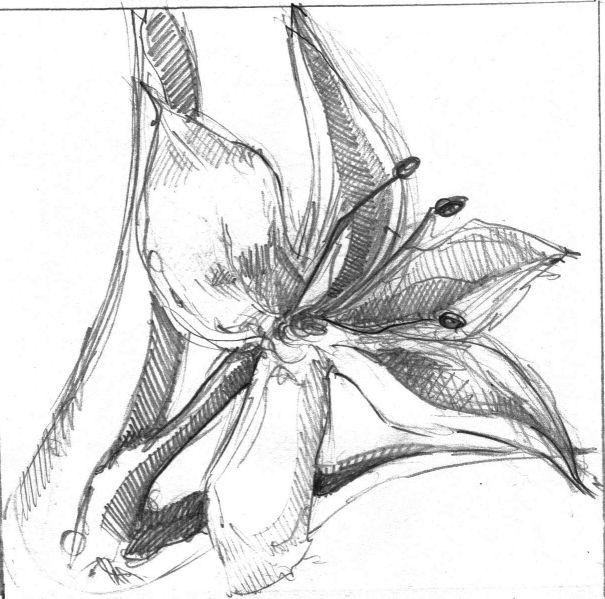 flower_sketch