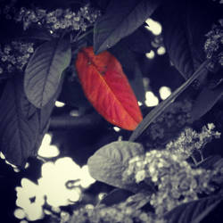 Lonely Red Leaf