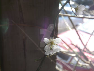 White Cherry Blossoms