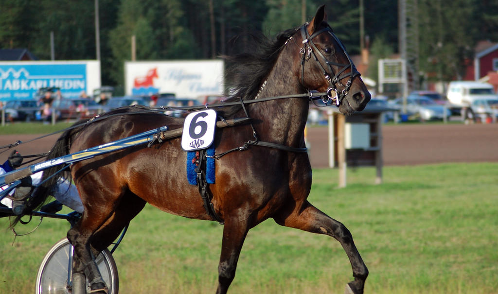Calif Brown Racer Dark brown racer by Alexxaandraa on DeviantArt