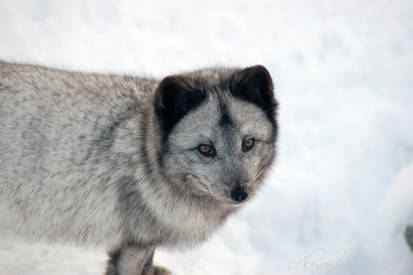 arctic fox 2