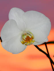 Sunrise Orchid