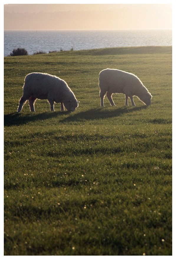 Grazers, New Zealand