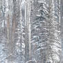 Snowy Trees Biatch