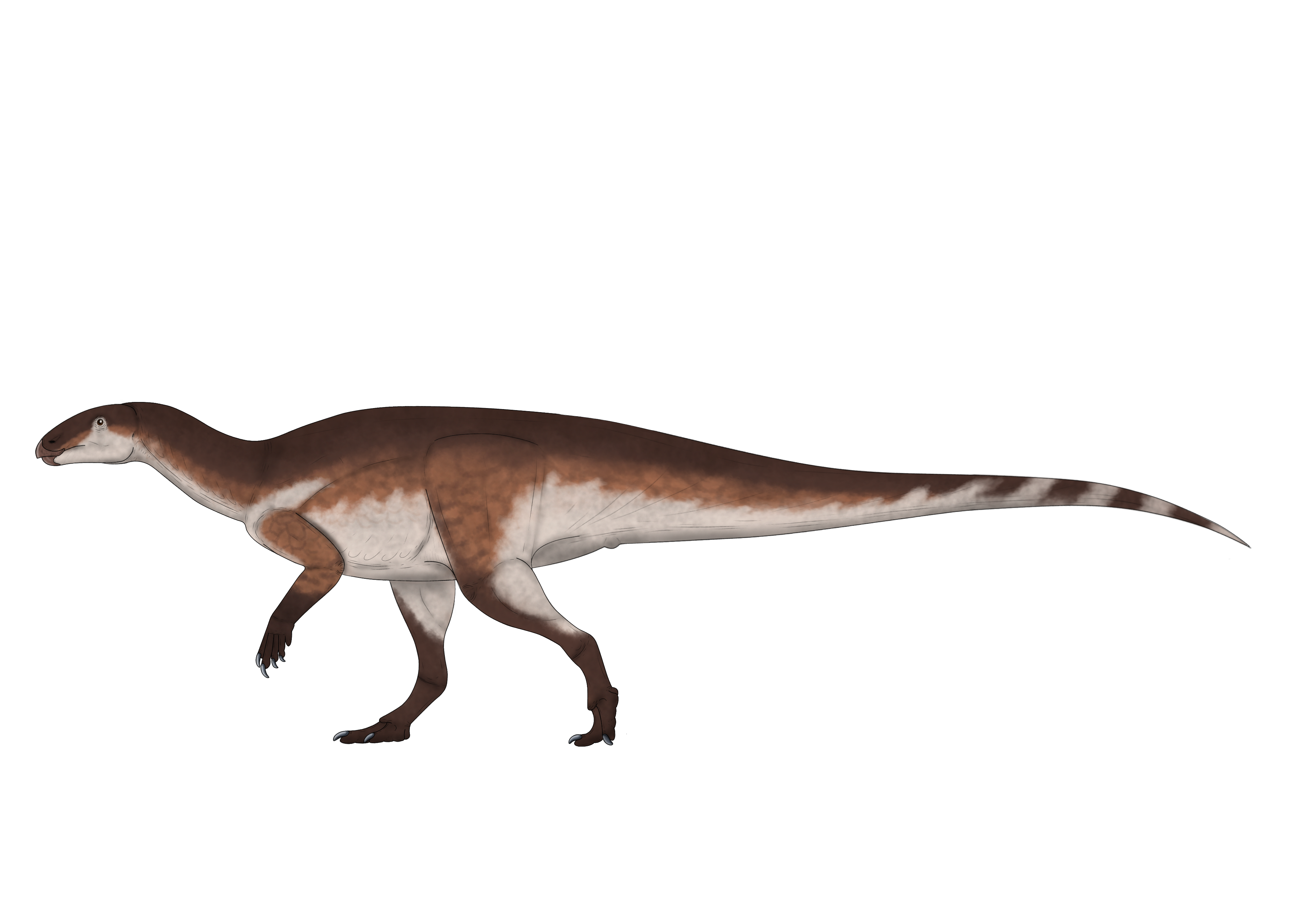 Iani smithi by gonzaleztorresdaniel on DeviantArt