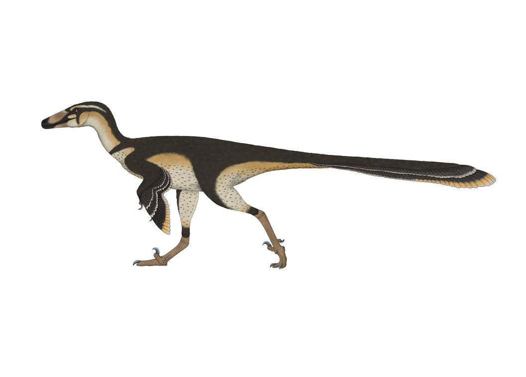 Pectinodon Pectinodon bakkeri by gonzaleztorresdaniel on DeviantArt