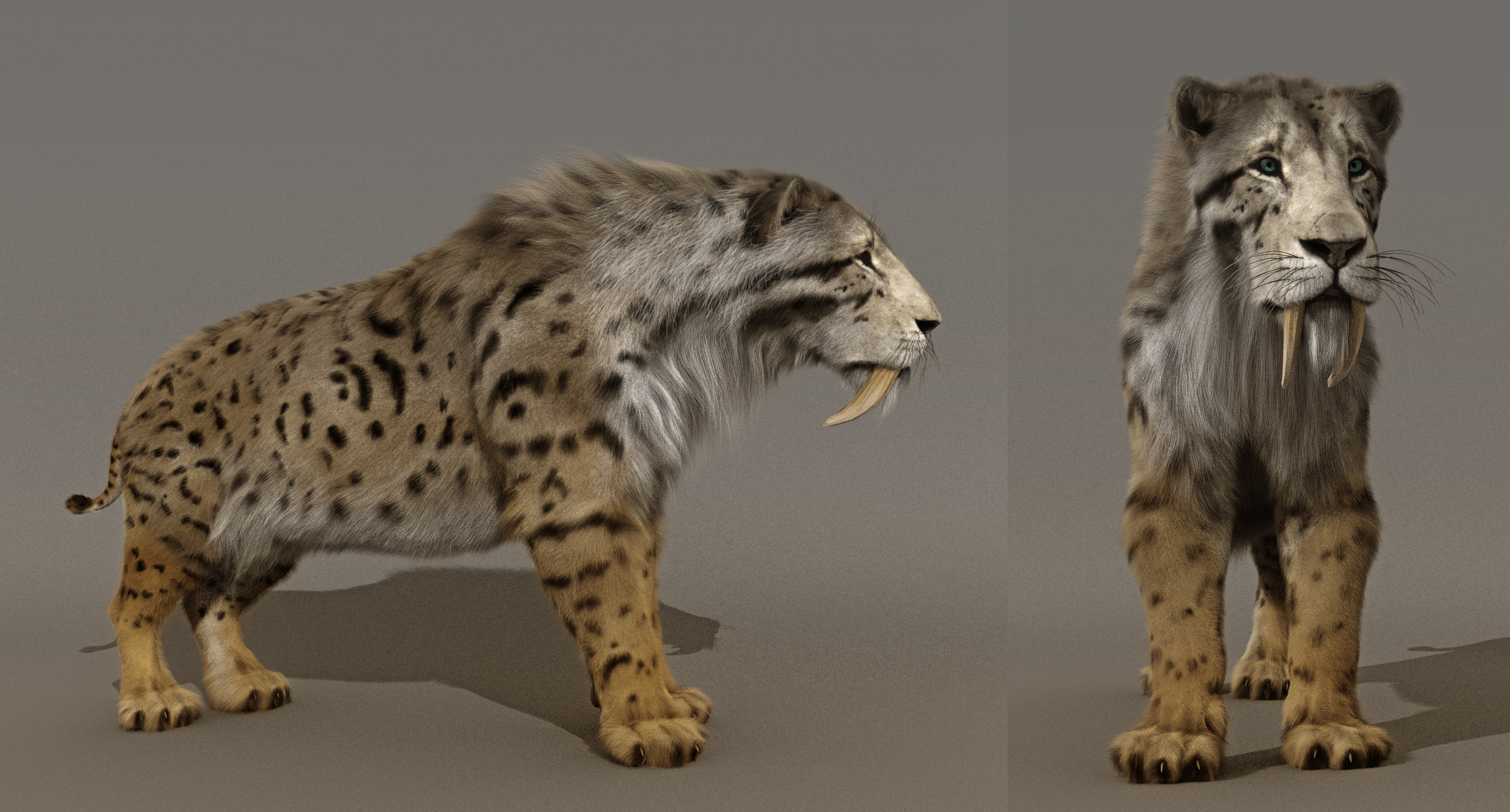 Smilodon Populator WIP by AlexMastronardi on DeviantArt