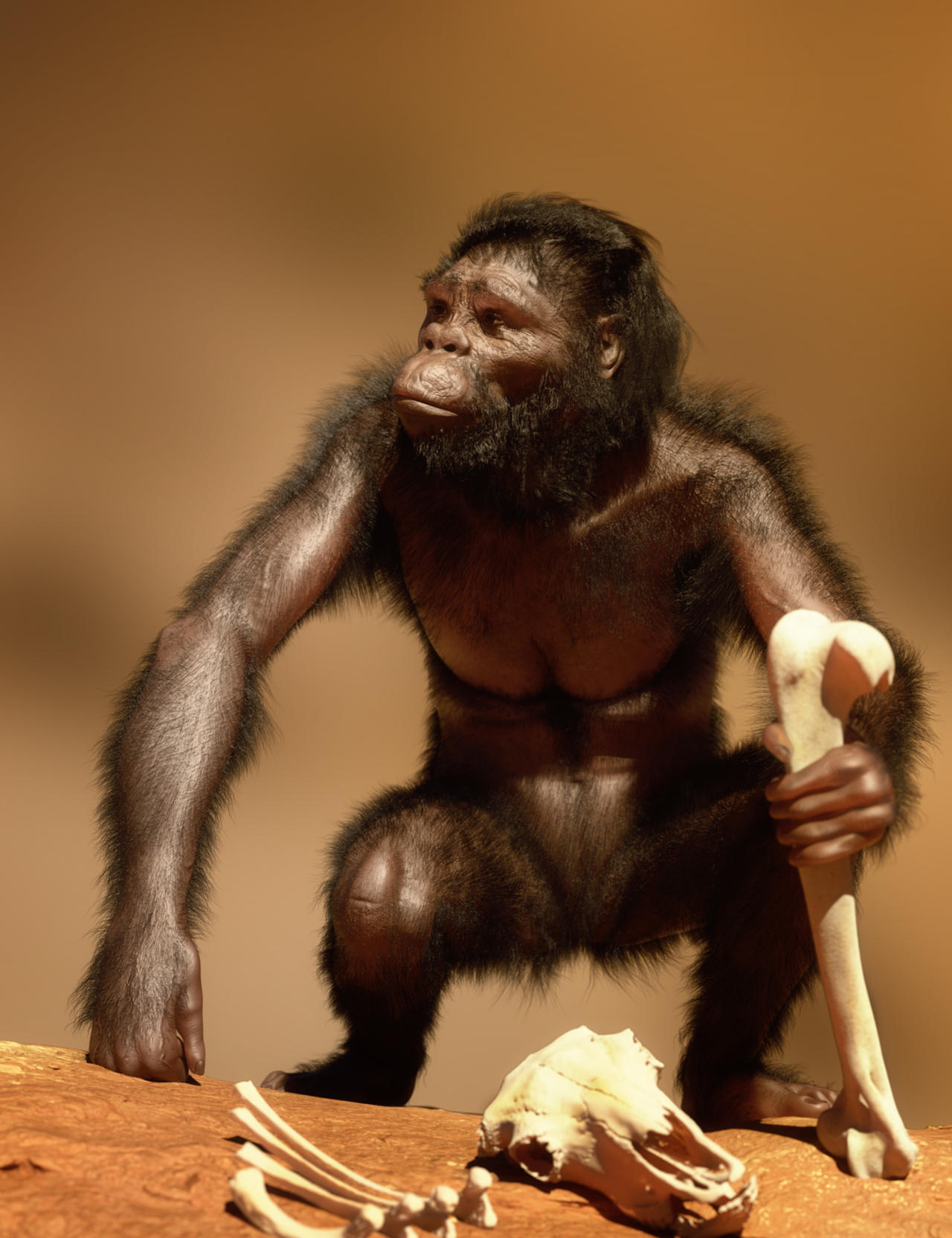 Australopithecus Images Animation Australopithecus by AlexMastronardi on DeviantArt