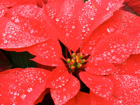 Rain Touched Poinsettias